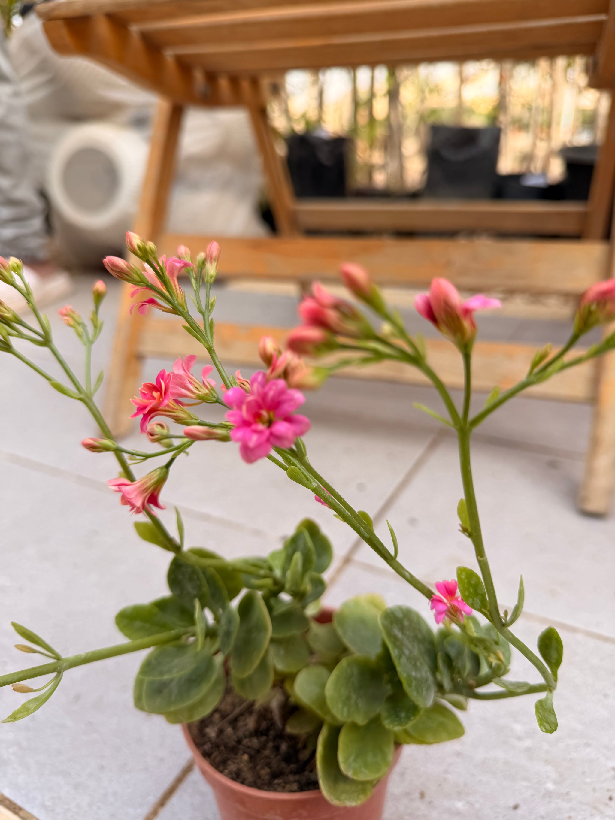 Flowering Kalanchoe