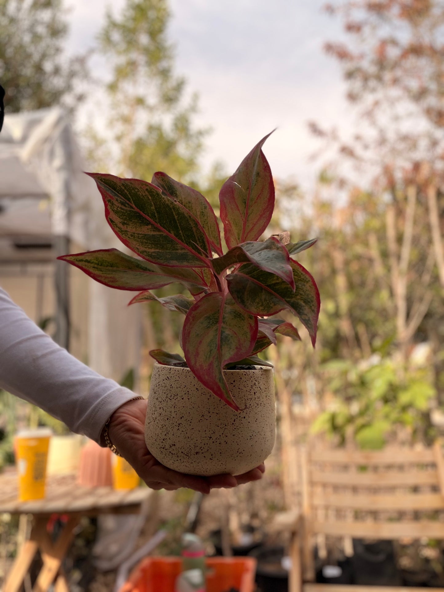 Aglaonema Red in Speckled Stone Pot