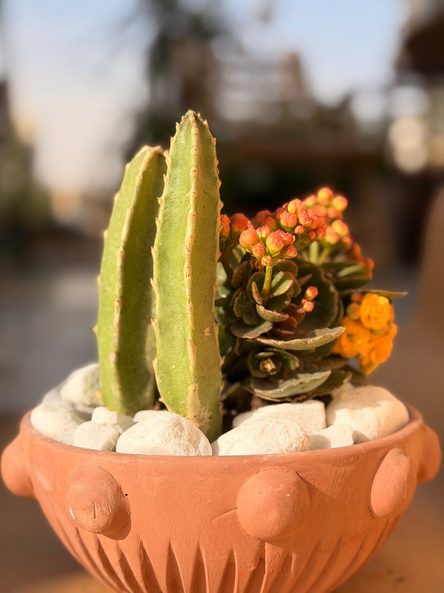 Bouquet Cactus Garden