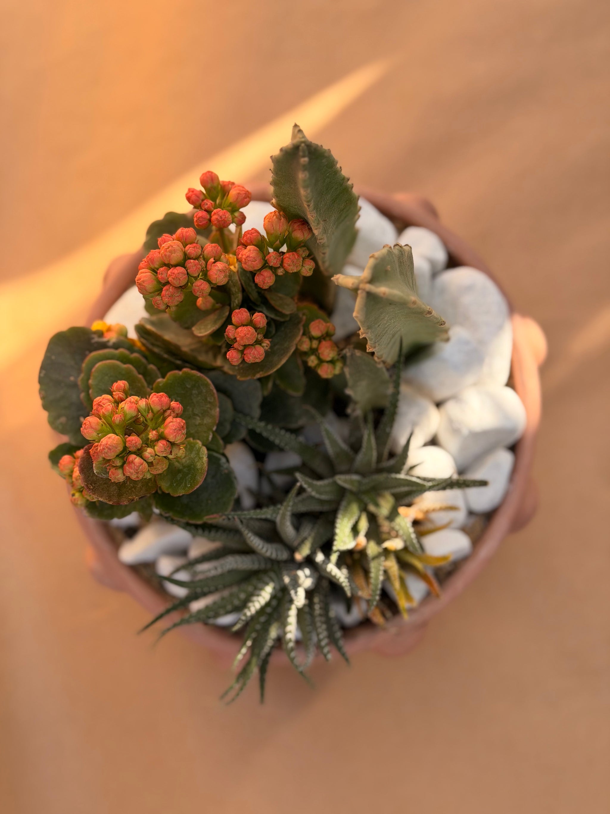 Bouquet Cactus Garden