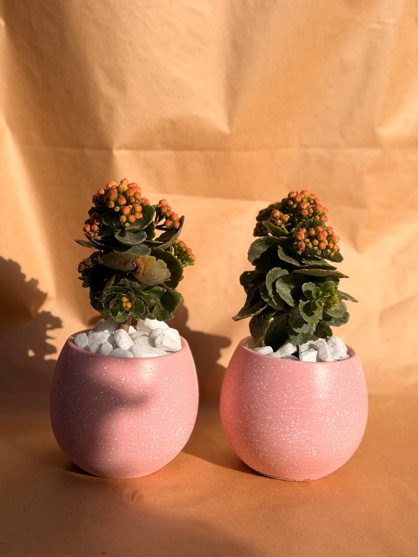 Valentine’s Mini Kalanchoe