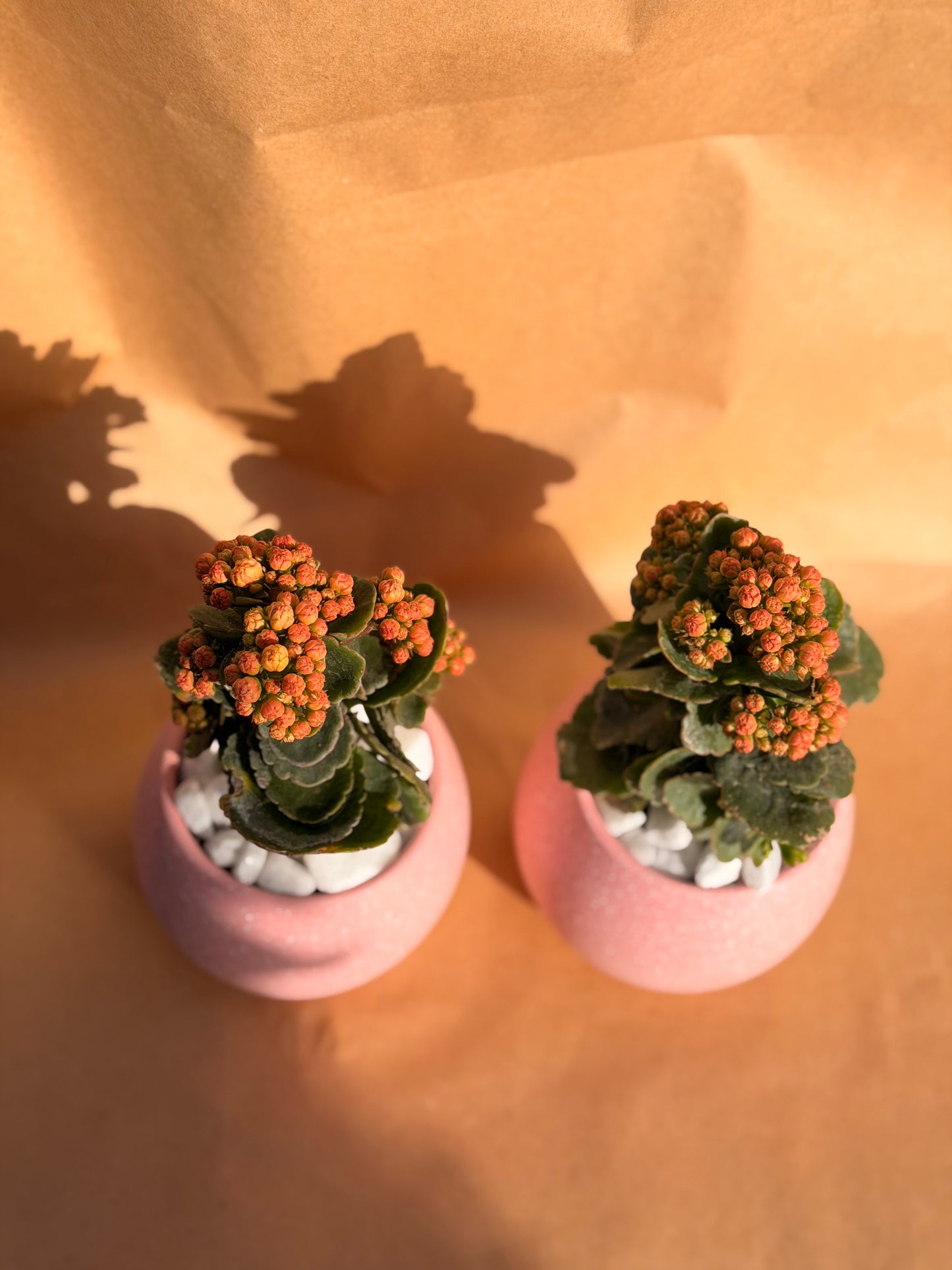 Valentine’s Mini Kalanchoe