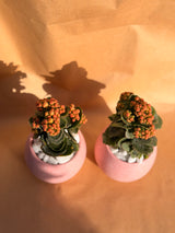 Valentine’s Mini Kalanchoe