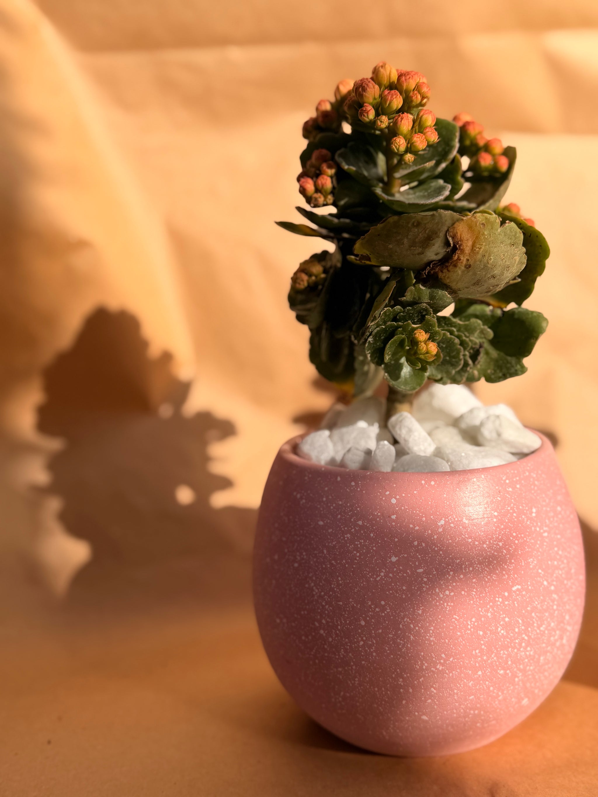 Valentine’s Mini Kalanchoe
