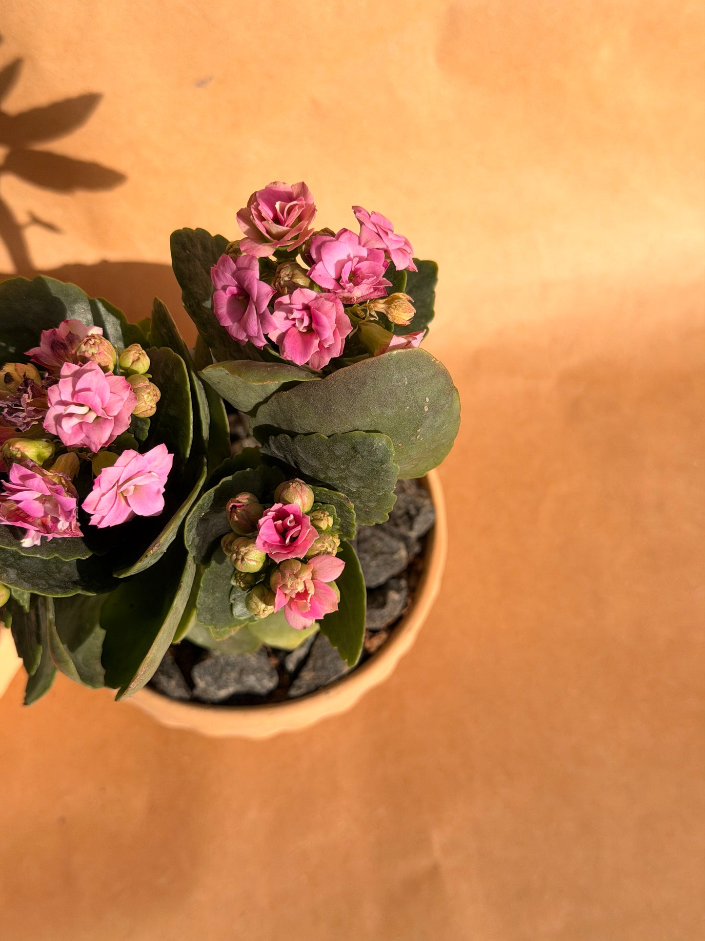 Valentine’s Mini Bubble Trio