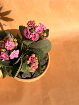 Valentine’s Mini Bubble Trio