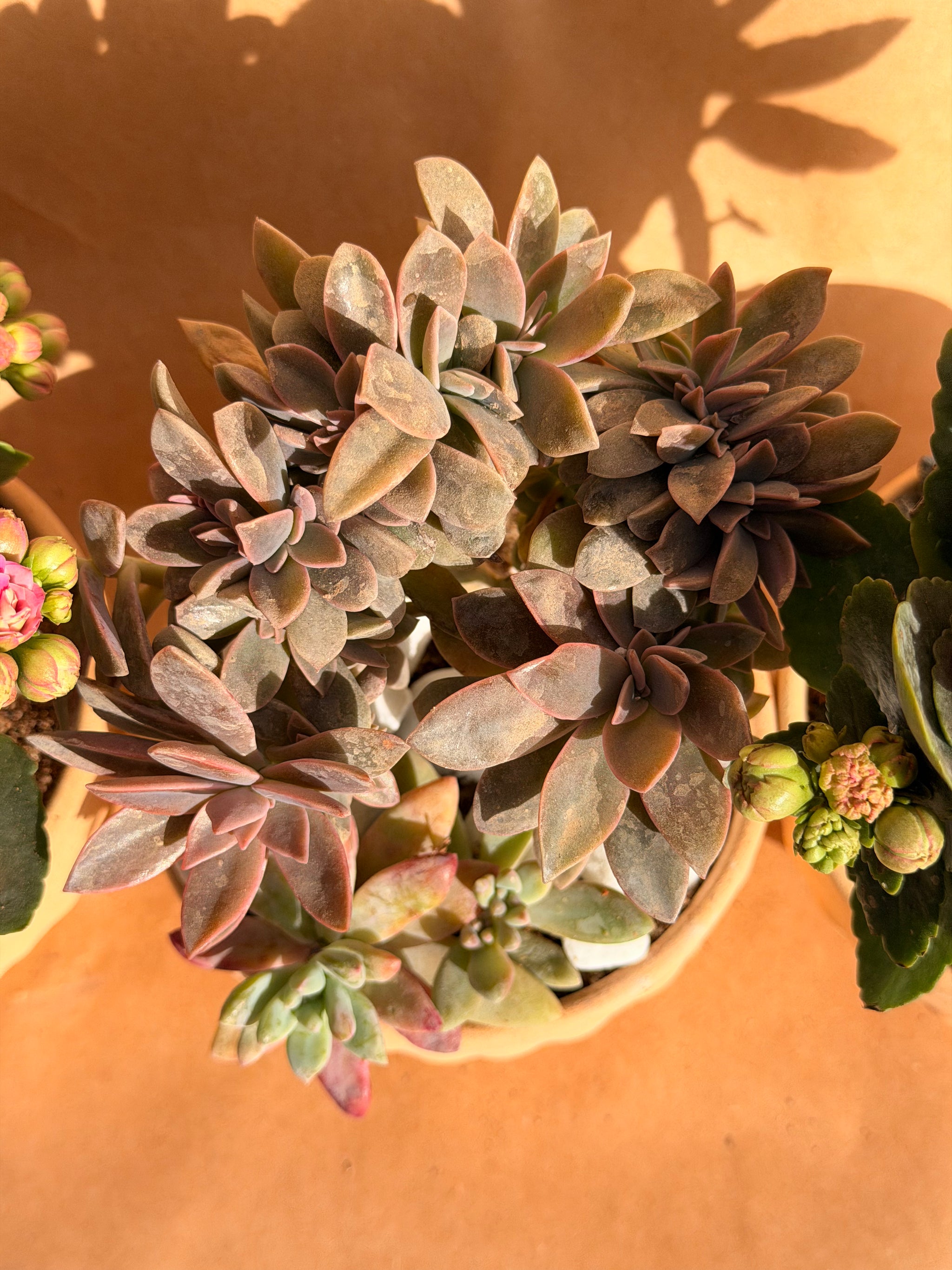 Valentine’s Mini Bubble Trio