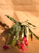Blooming Cactus in Beige Ceramic Pot