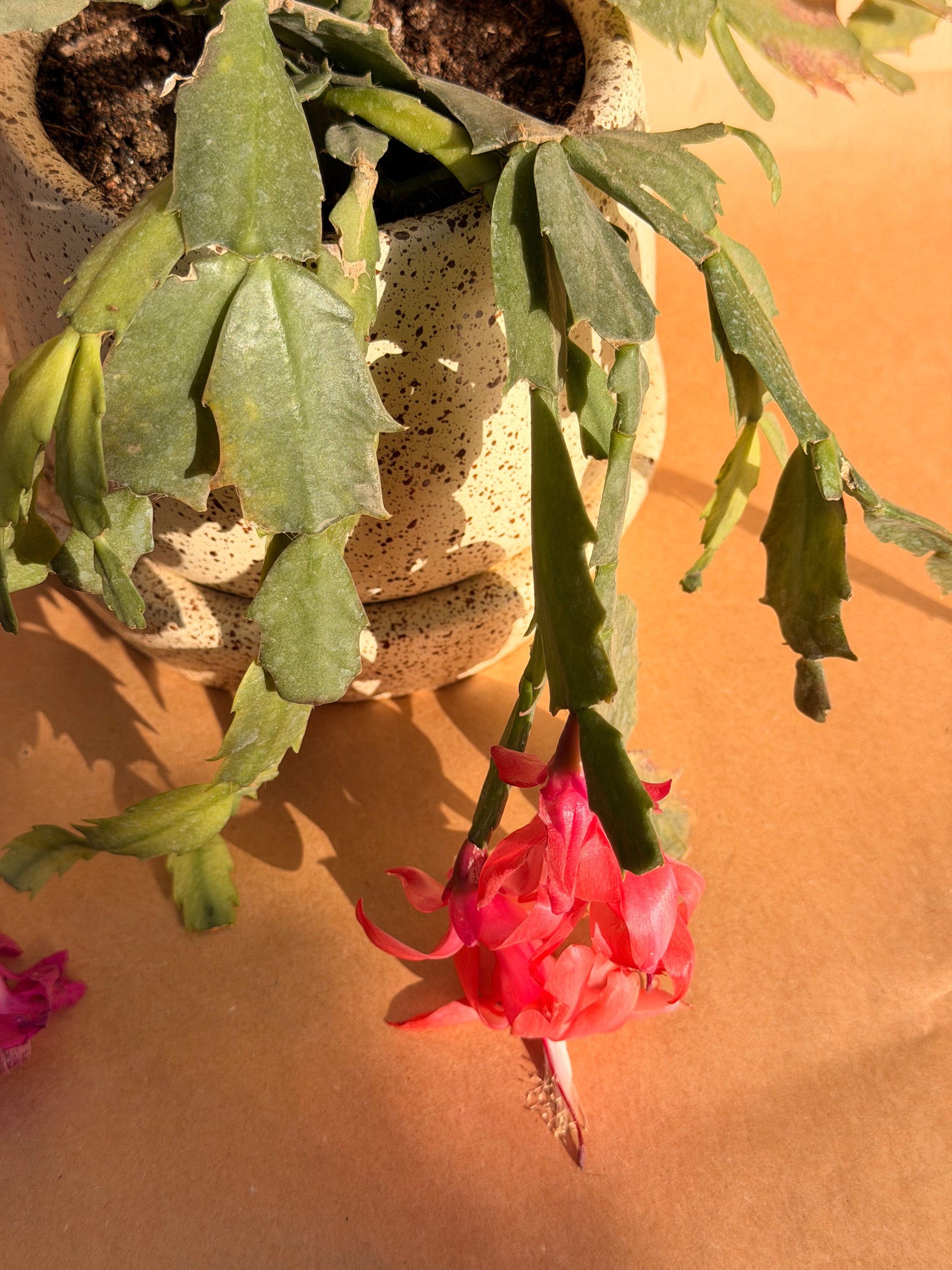 Blooming Cactus in Beige Ceramic Pot