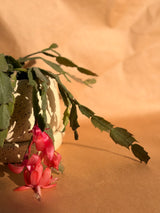 Blooming Cactus in Beige Ceramic Pot