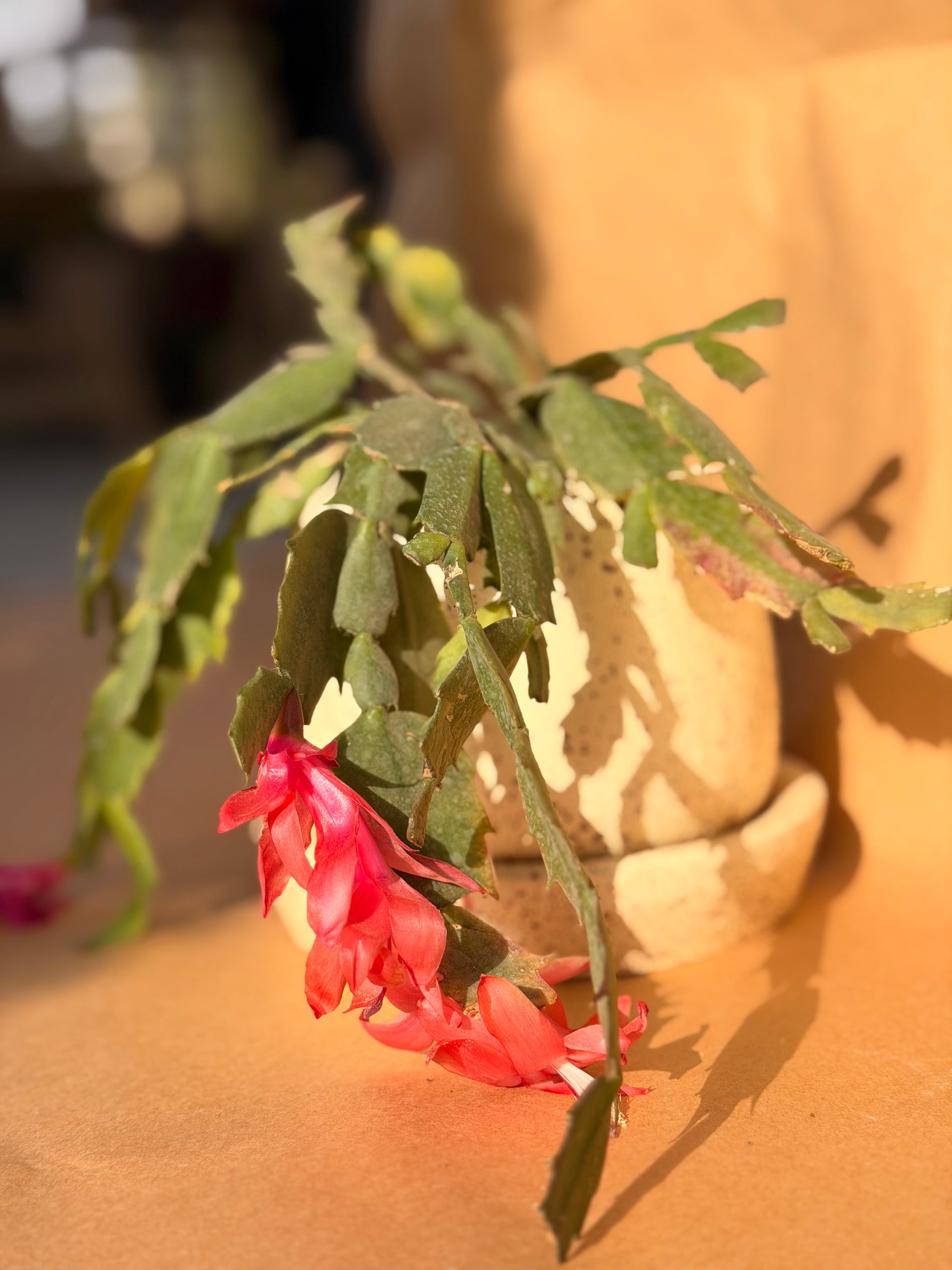 Blooming Cactus in Beige Ceramic Pot