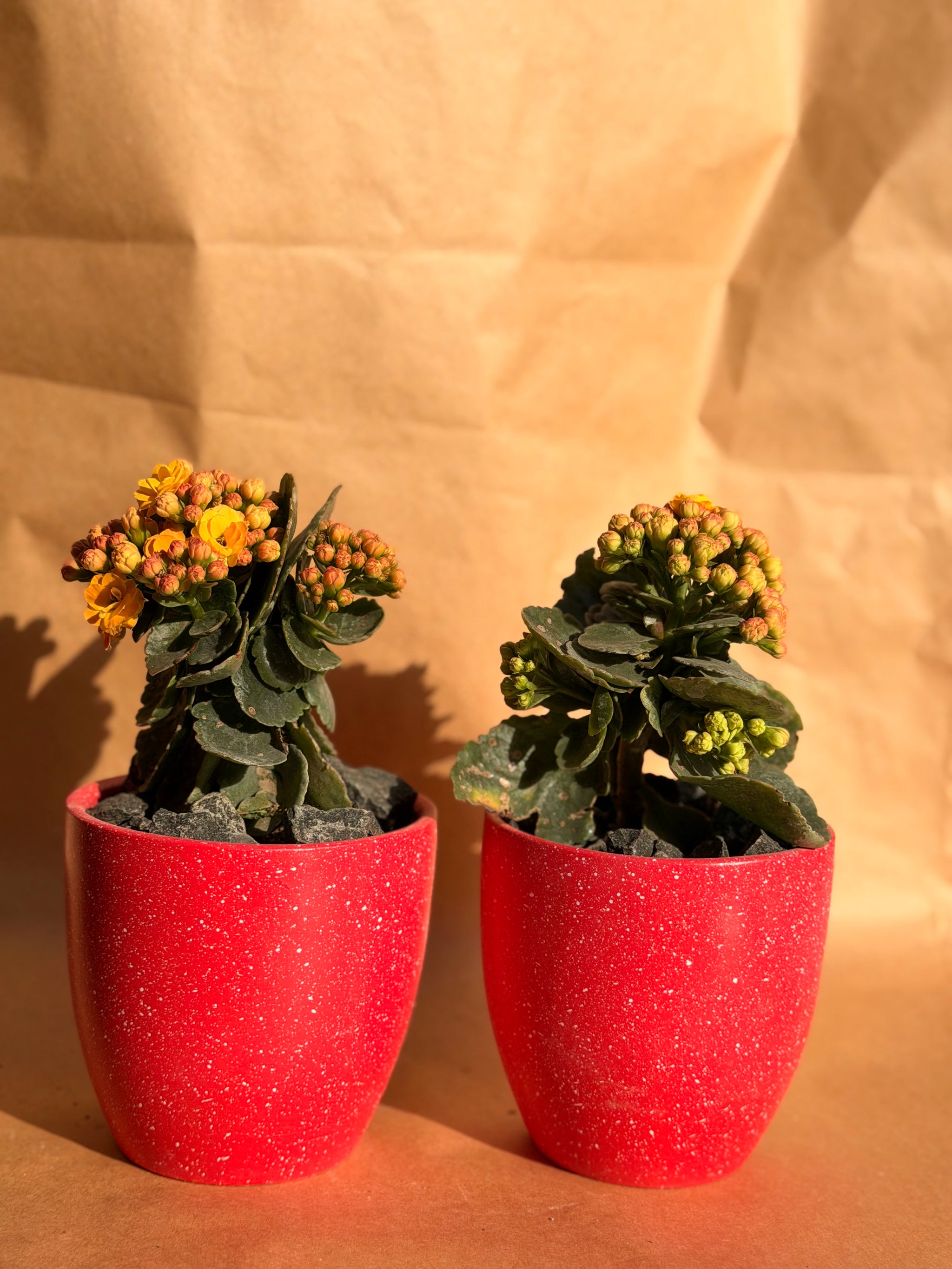 Valentine’s Mini Kalanchoe