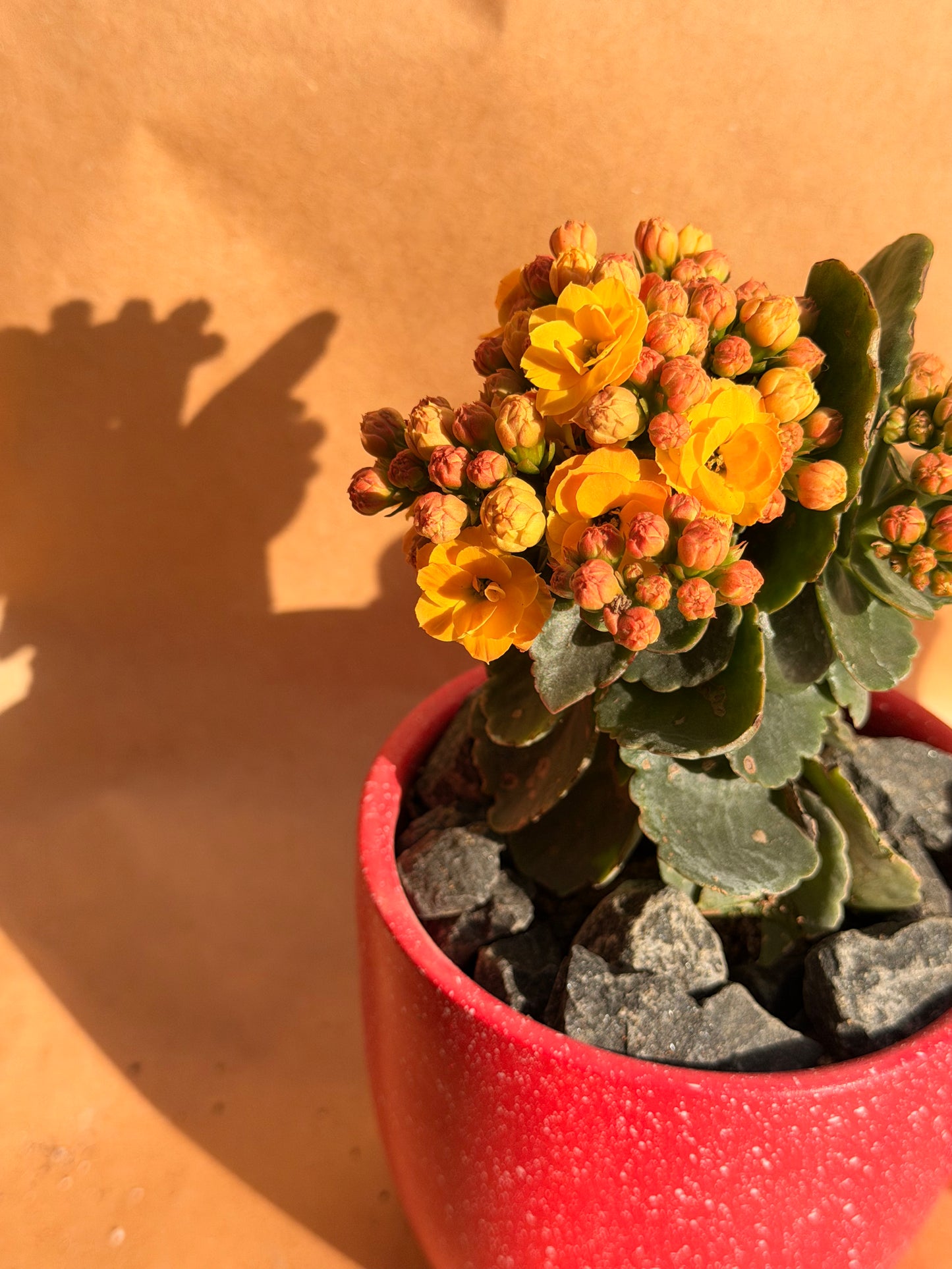 Valentine’s Mini Kalanchoe
