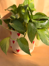Heart Pothos