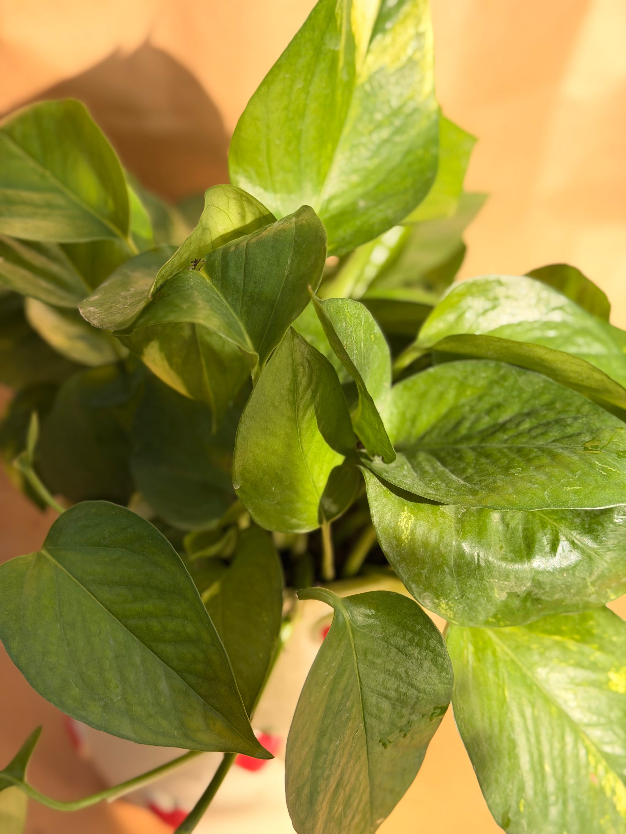 Heart Pothos