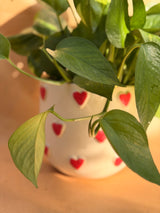 Heart Pothos