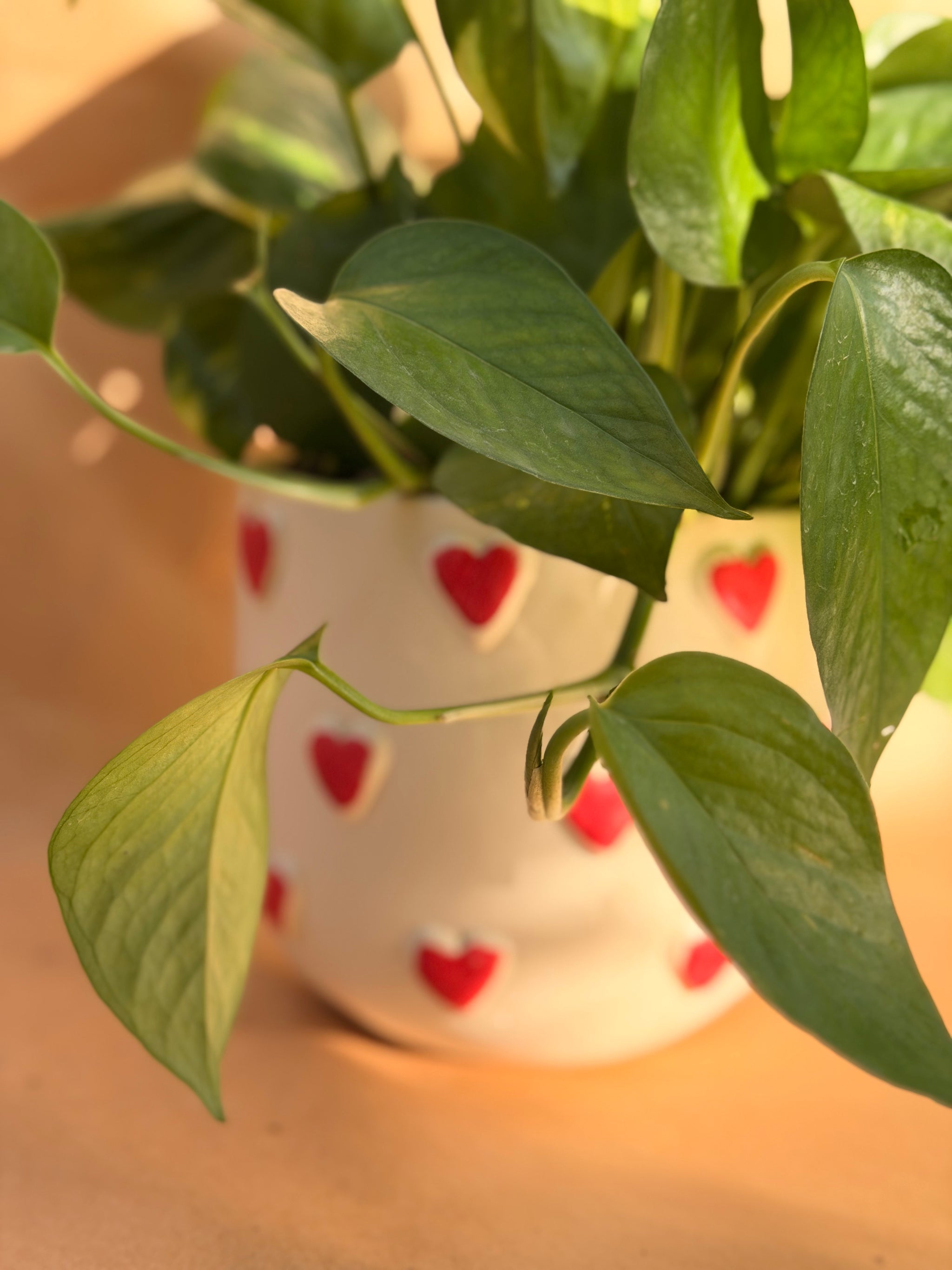 Heart Pothos
