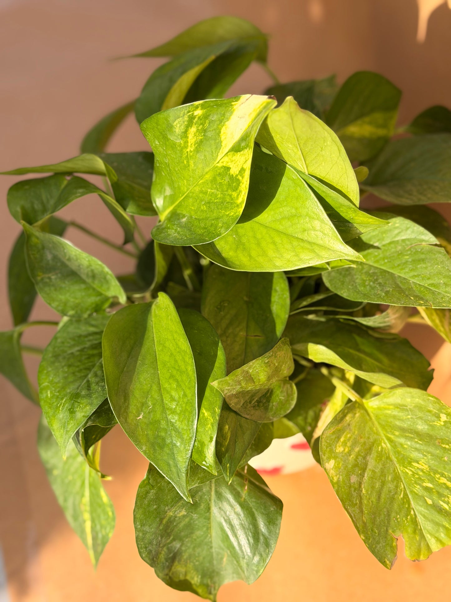 Heart Pothos