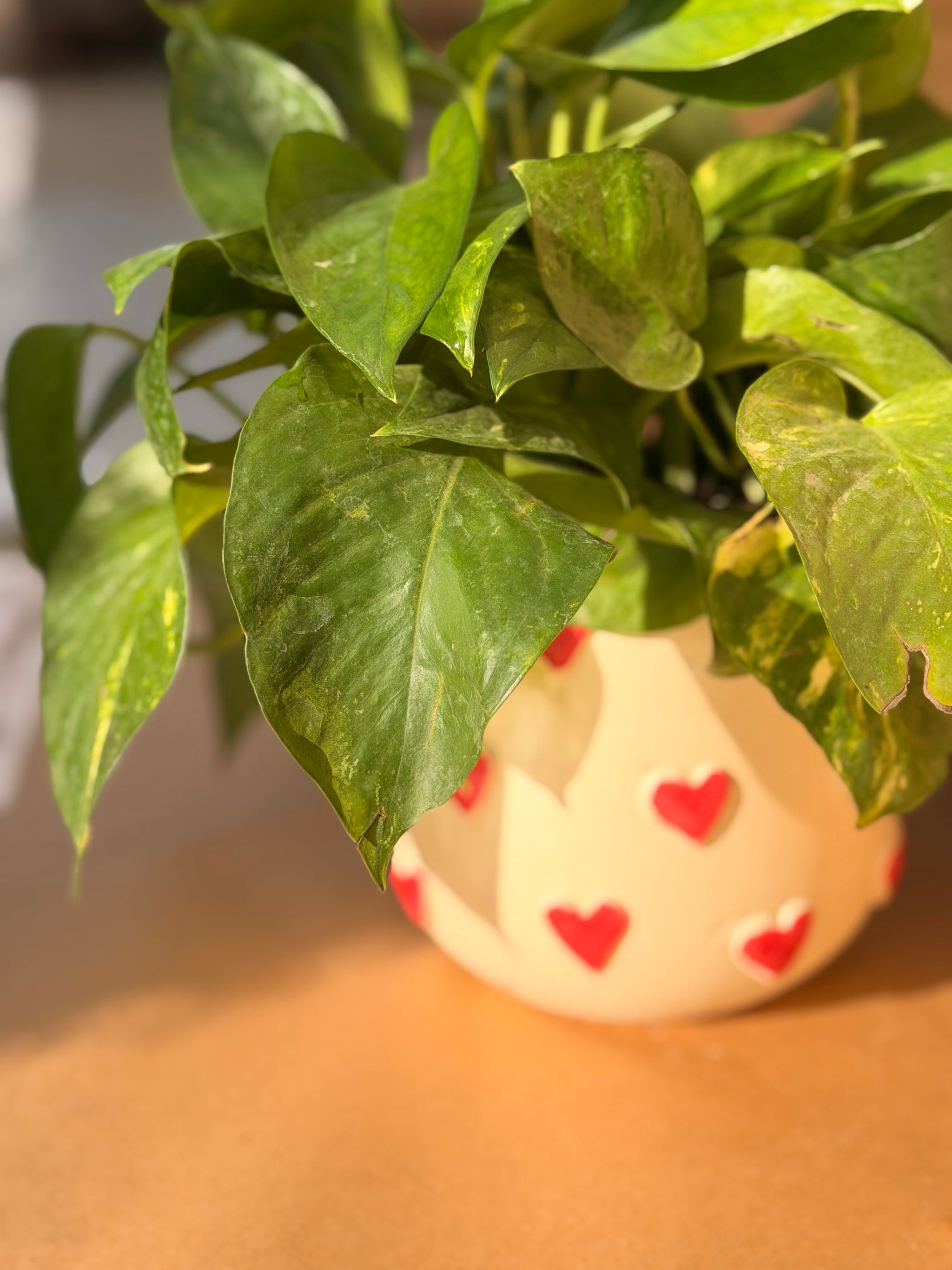 Heart Pothos