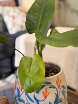 Arabesque Philodendron