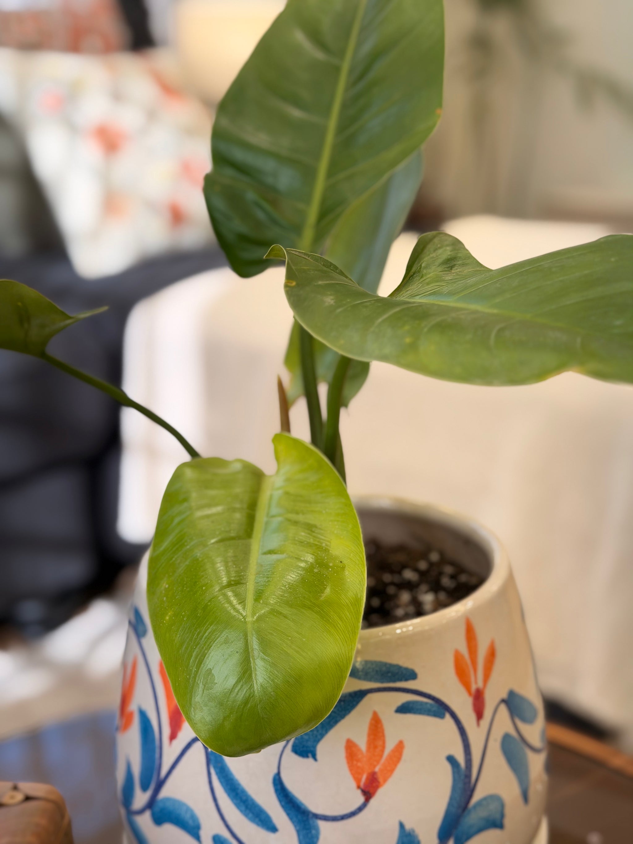 Arabesque Philodendron