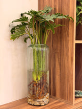 Philodendron in Glass Vase