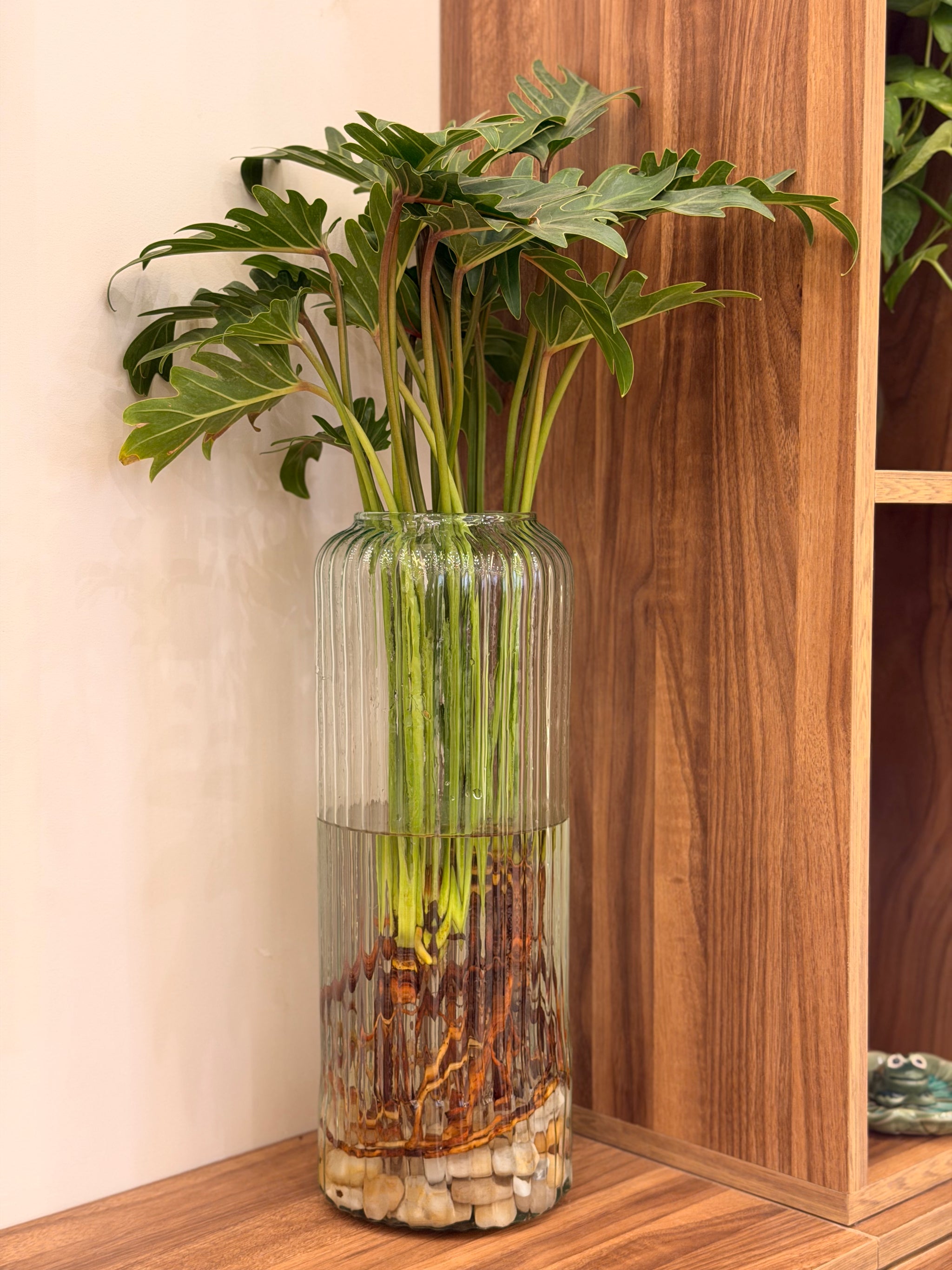 Philodendron in Glass Vase