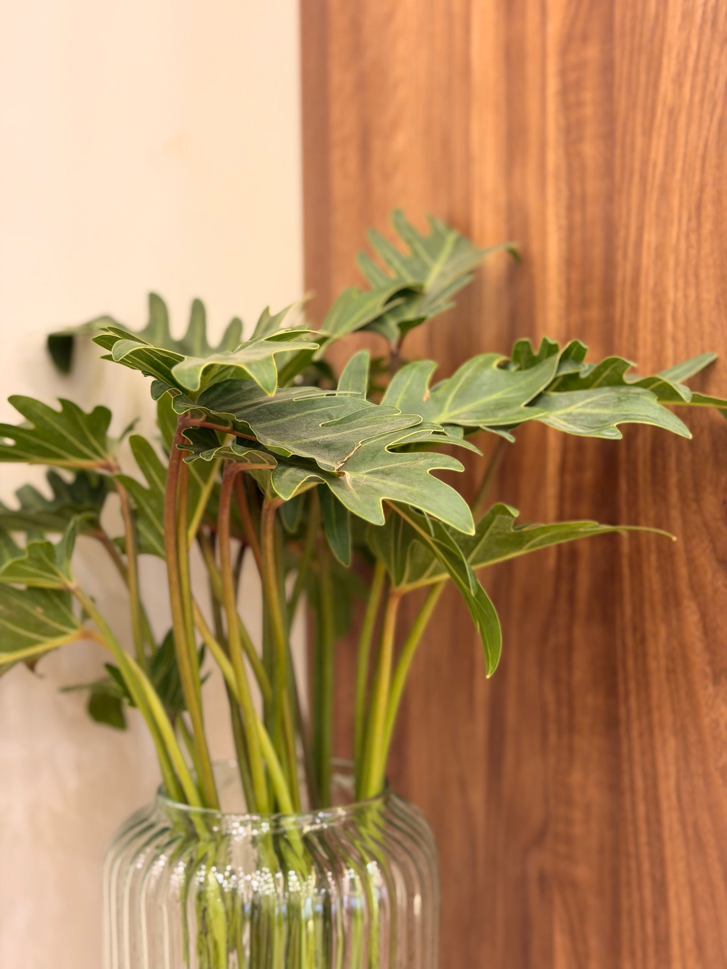 Philodendron in Glass Vase