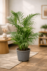 Areca Palm - Bozor GardenWorks
