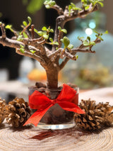 Christmas Jade - Bozor GardenWorks