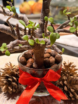 Christmas Jade - Bozor GardenWorks