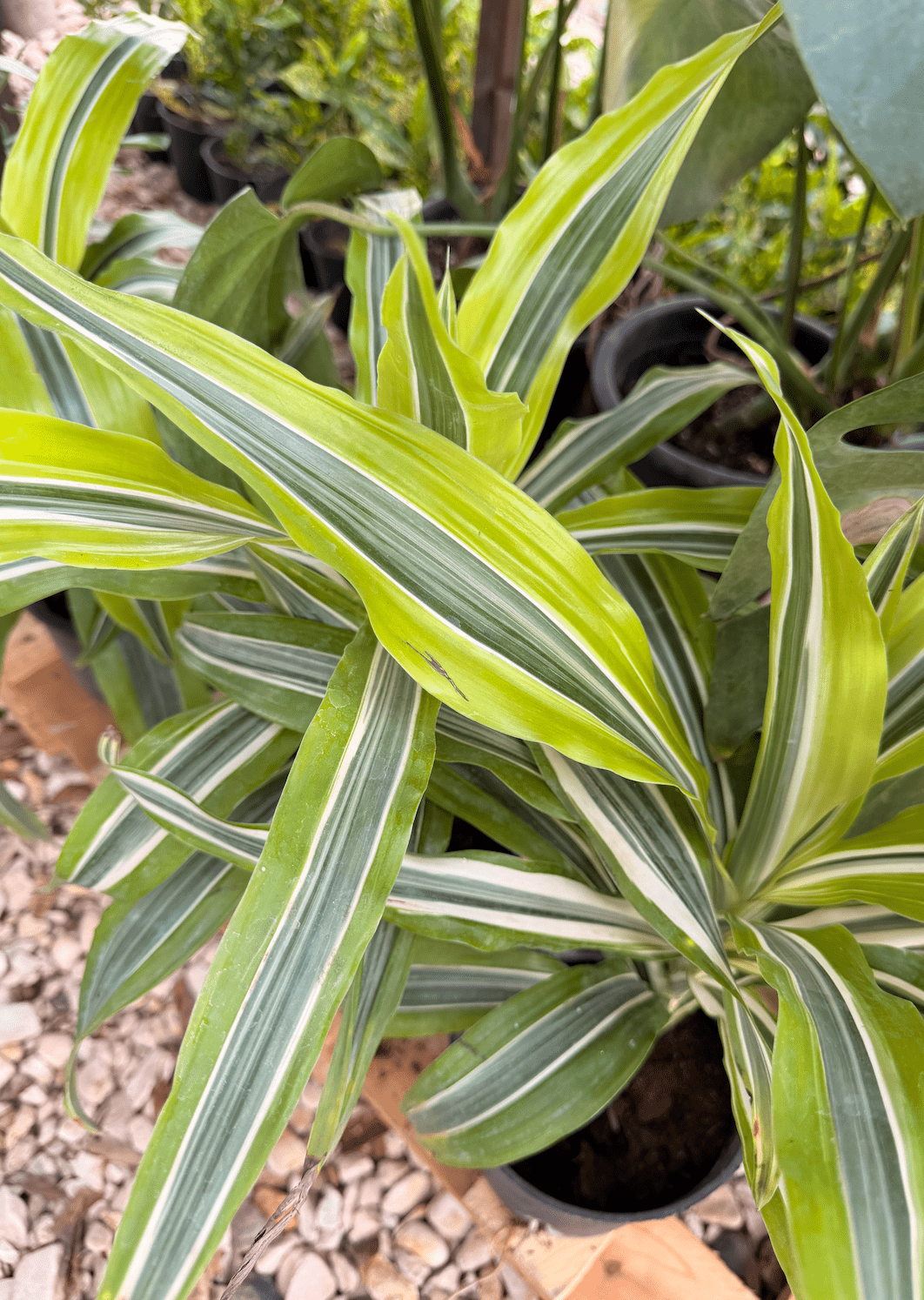 Dracaena Lemon Lime - Bozor GardenWorks