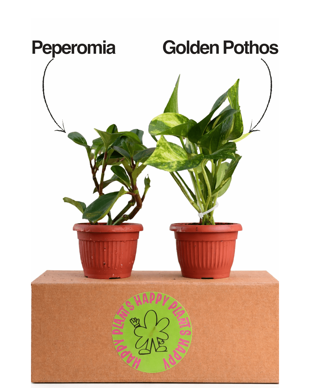 Easy Leaf Pair - Bozor GardenWorks