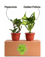 Easy Leaf Pair - Bozor GardenWorks