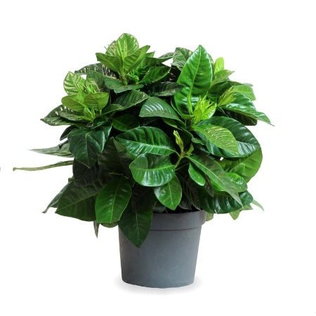 Indoor Gardenia - Bozor GardenWorks