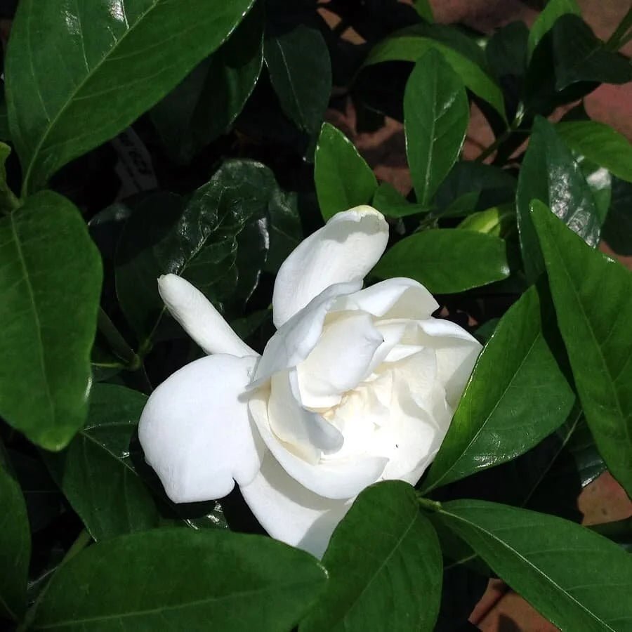 Indoor Gardenia - Bozor GardenWorks
