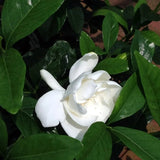 Indoor Gardenia - Bozor GardenWorks
