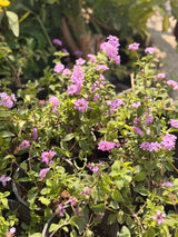 Lantana - Bozor GardenWorks