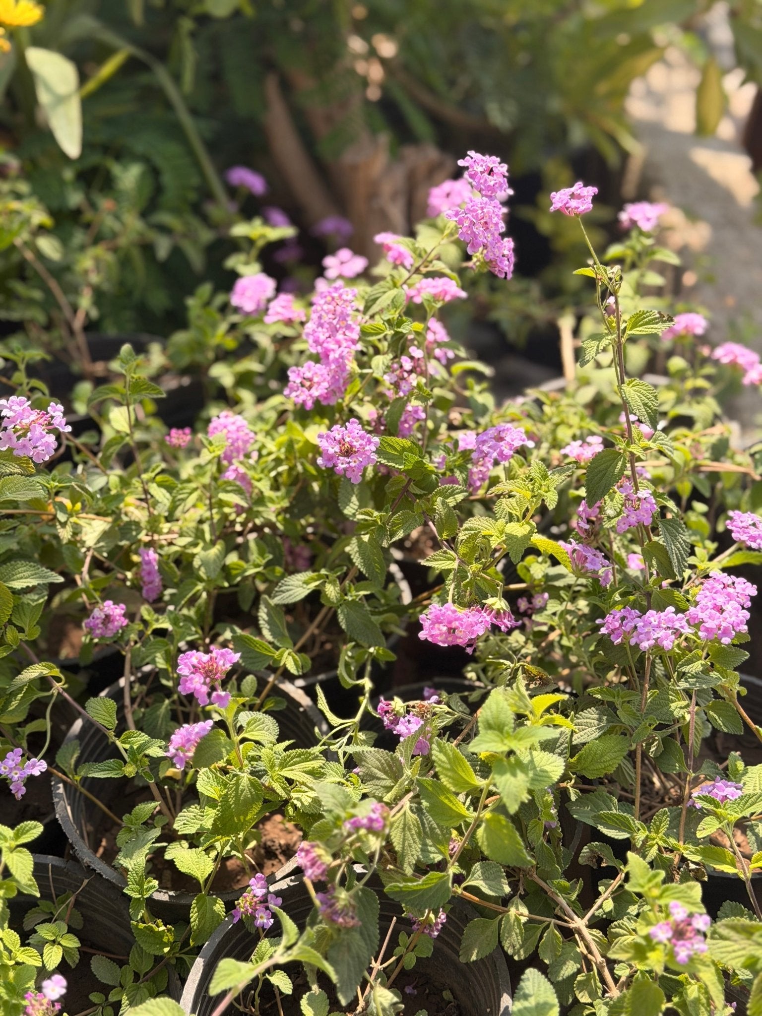 Lantana - Bozor GardenWorks