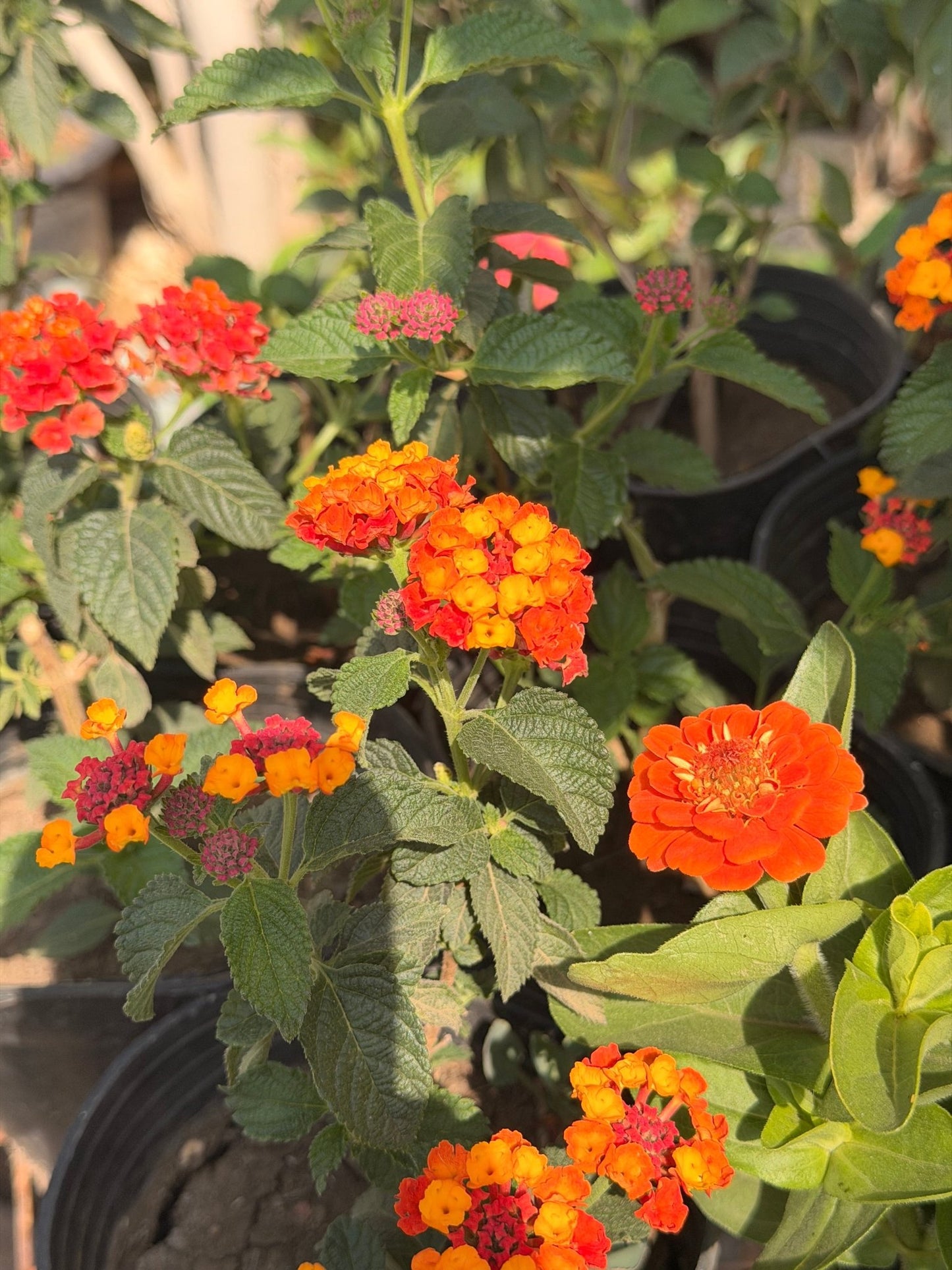 Lantana - Bozor GardenWorks