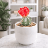 Large Moon Cactus - Bozor GardenWorks