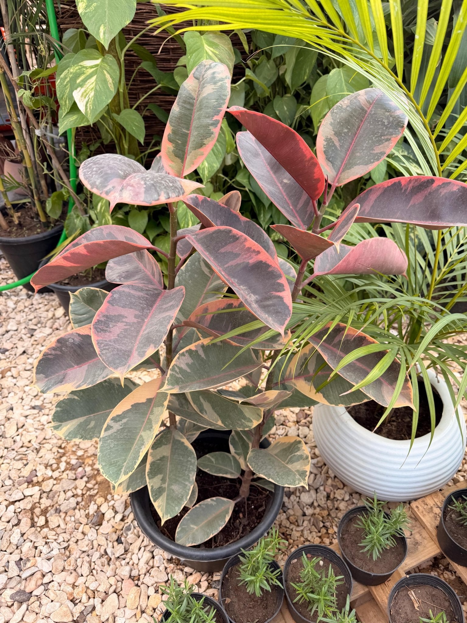 Large Rubber Plant - Bozor GardenWorks