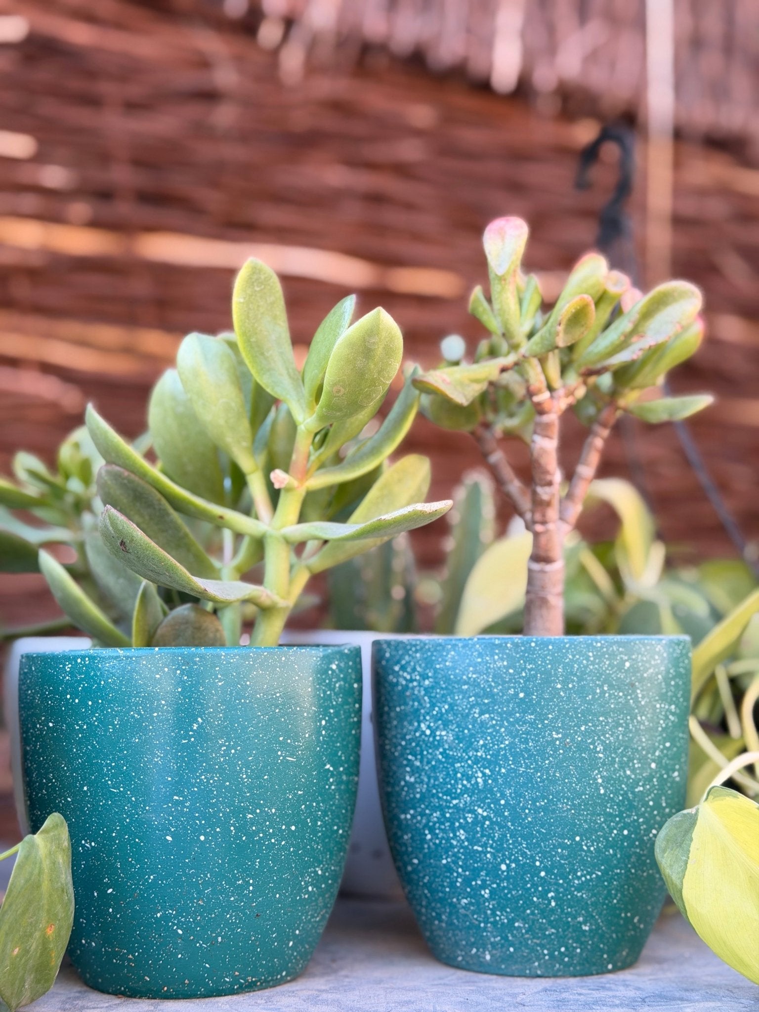 Mini Christmas Planters - Bozor GardenWorks