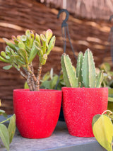 Mini Christmas Planters - Bozor GardenWorks