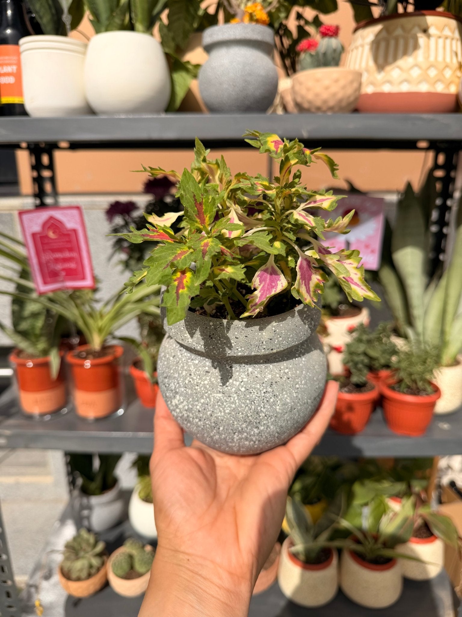 Mini Coleus - Bozor GardenWorks