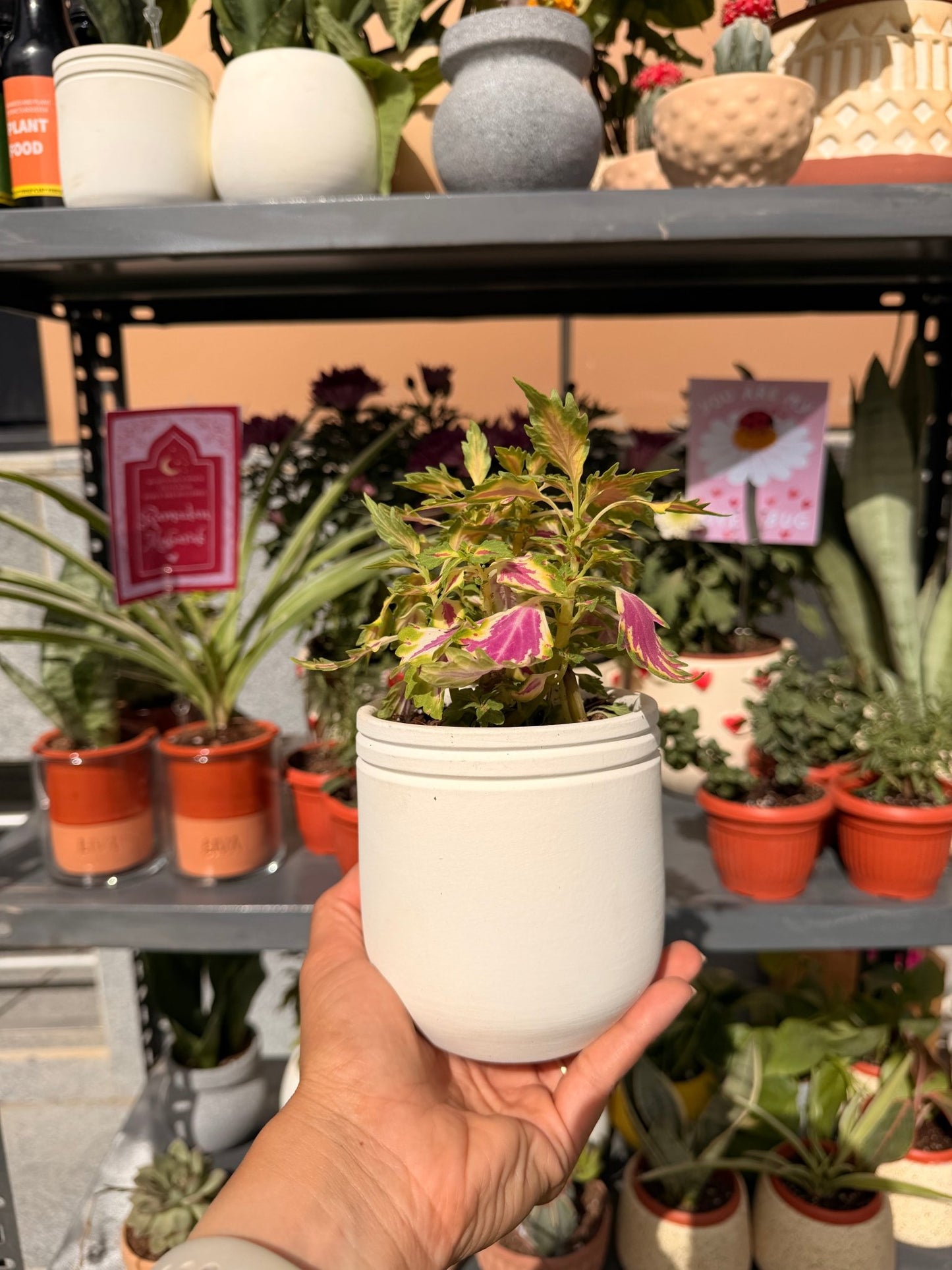 Mini Coleus - Bozor GardenWorks