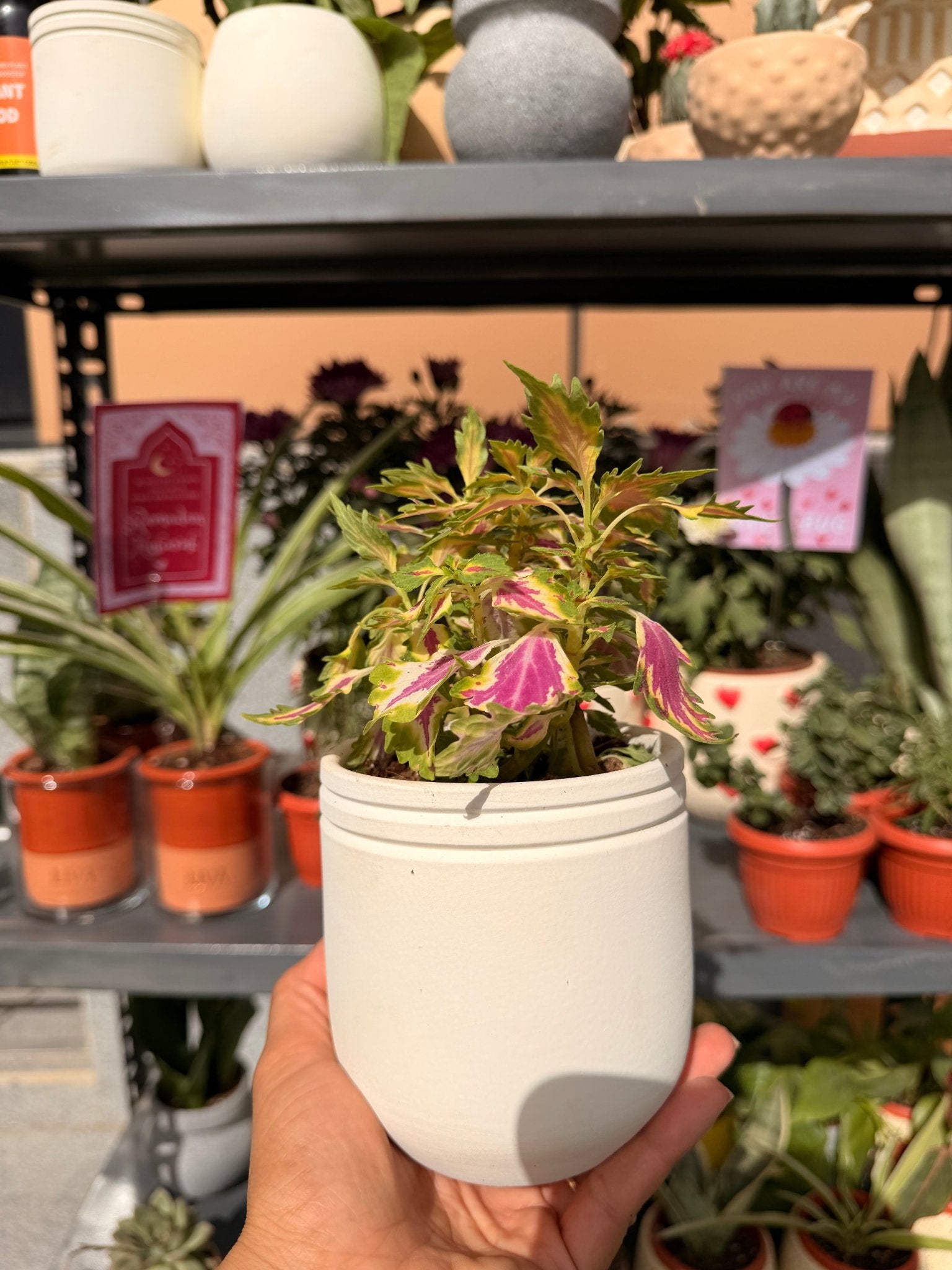 Mini Coleus - Bozor GardenWorks