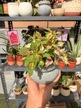 Mini Coleus - Bozor GardenWorks