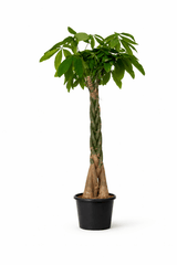 Money Tree - Bozor GardenWorks