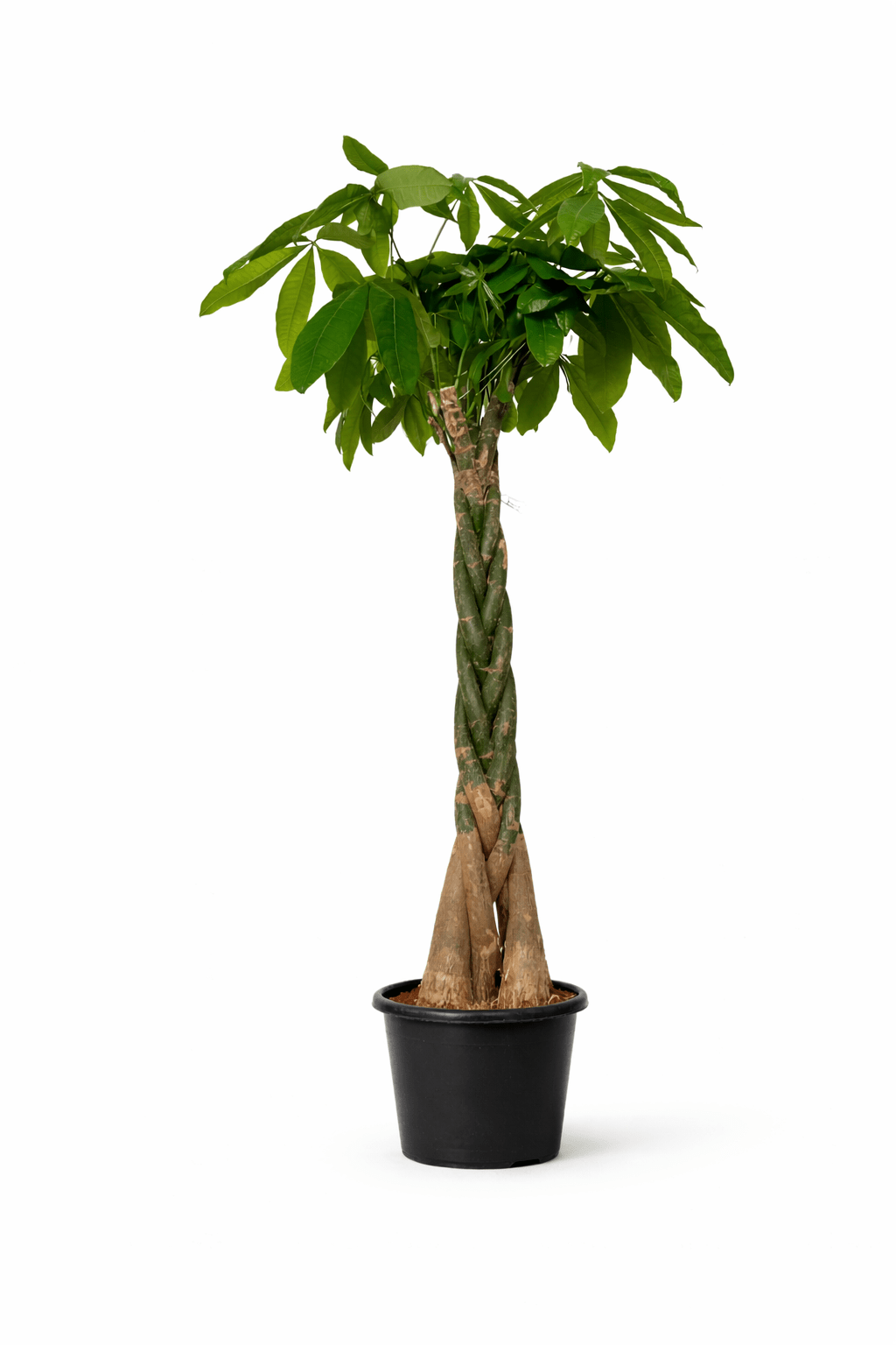 Money Tree - Bozor GardenWorks